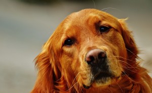 golden-retriever-1349045_960_720