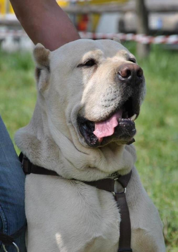 cane corso