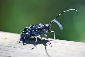 alrak-long-horned-beetle-2334236__340