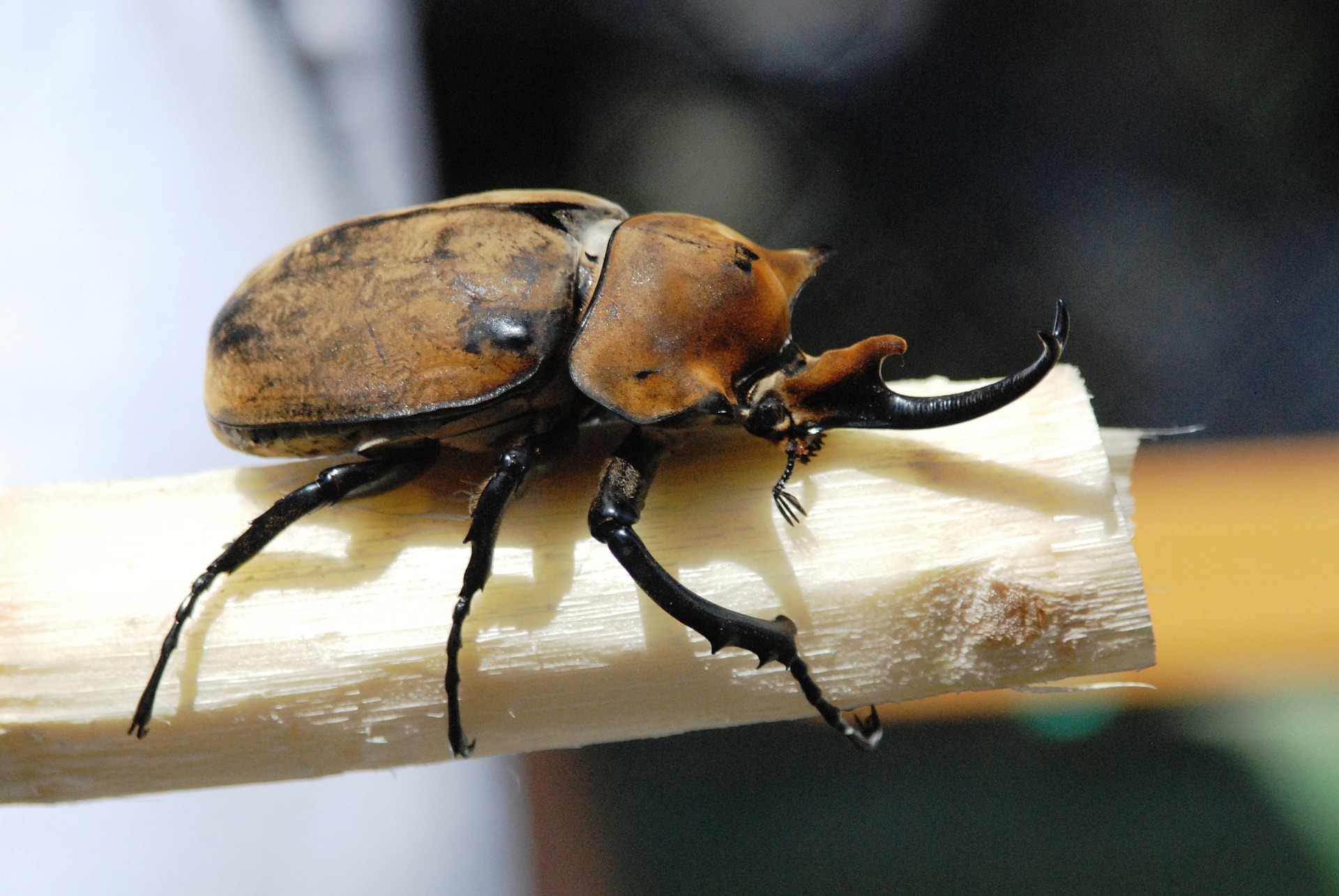 8 rhinoceros-beetle-285314_1920